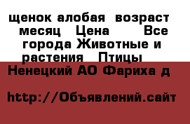 щенок алобая .возраст 1 месяц › Цена ­ 7 - Все города Животные и растения » Птицы   . Ненецкий АО,Фариха д.